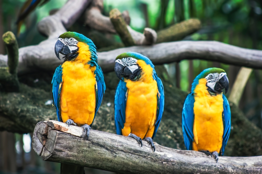 Stochastic Parrots