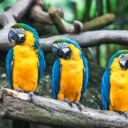 Stochastic Parrots